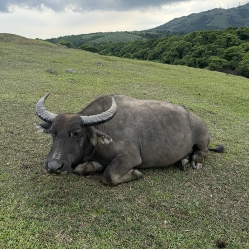 🐃