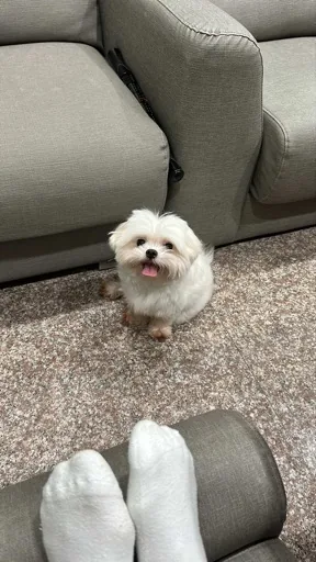 Ł