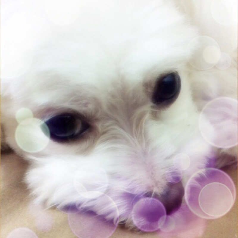 Giselle