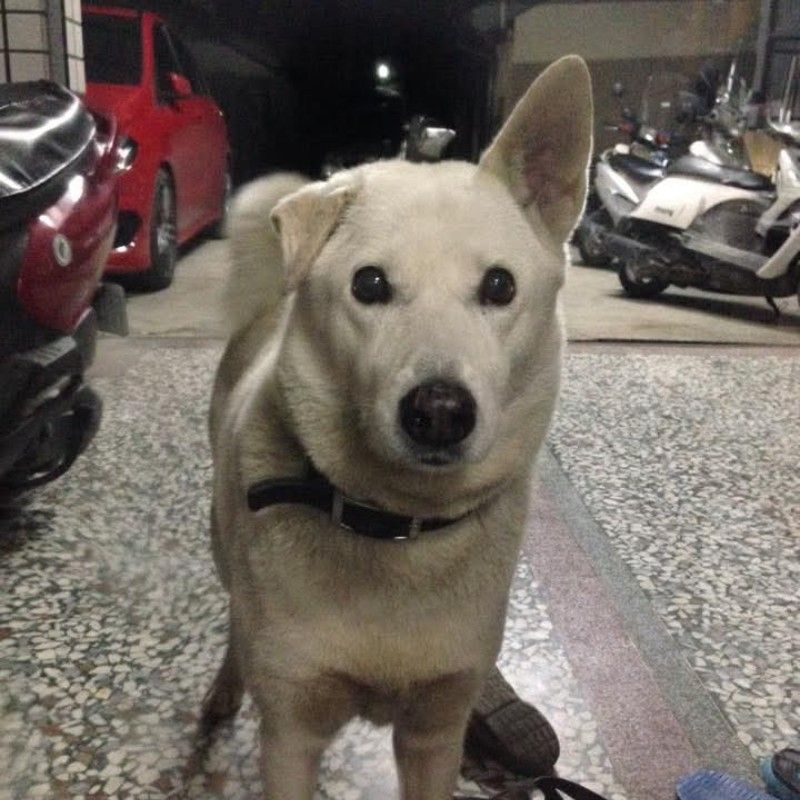 林雅慧