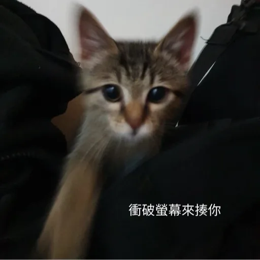 CODY