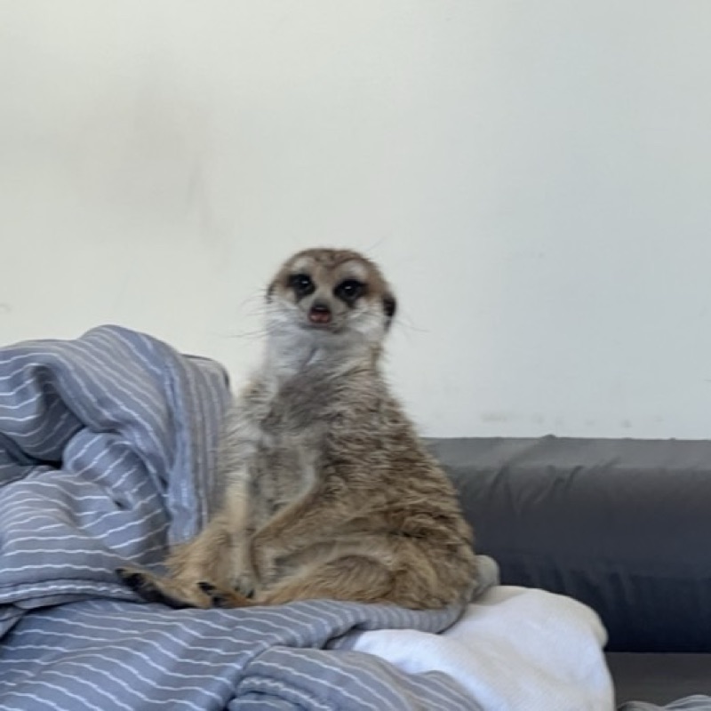 Kaimob