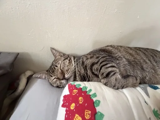 小熊