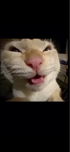 Lose狗蛋