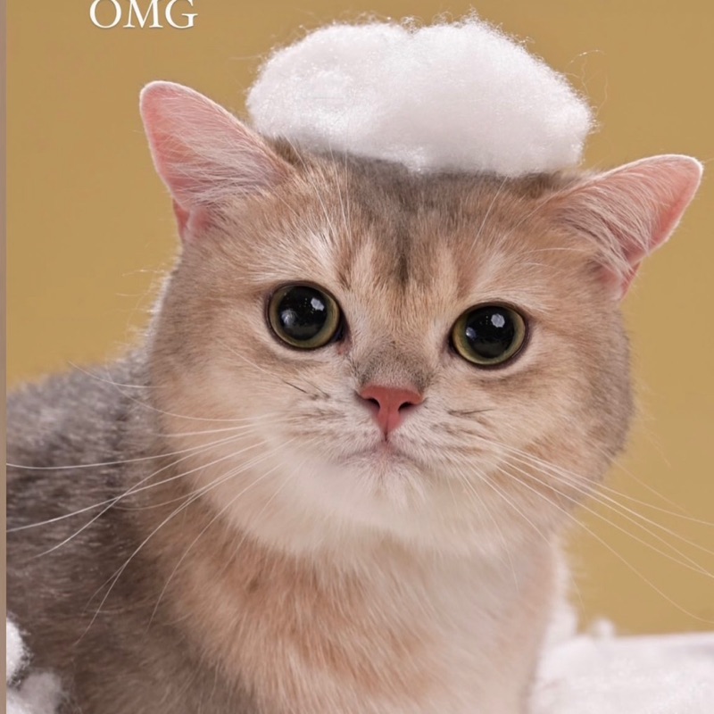 user_1484066090