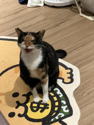 狗貓