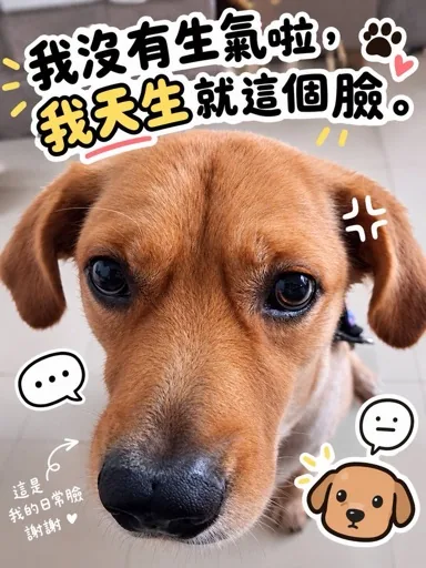 3隻狐狸