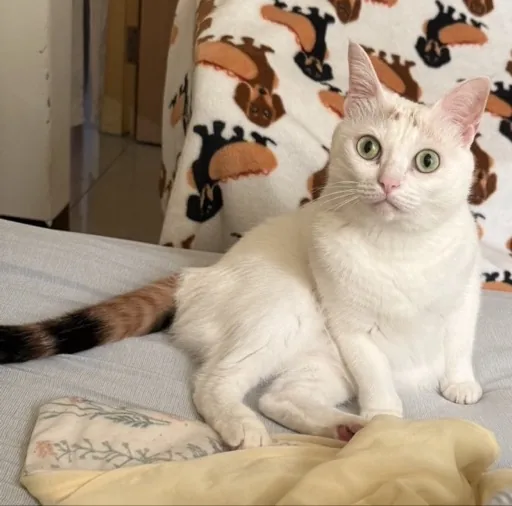 Adam