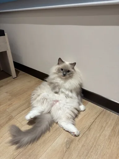 Mm