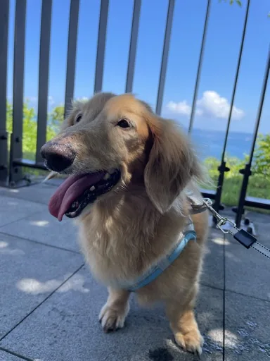 羊咩