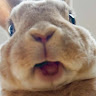 Freki