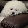 HOTDOG