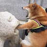 快到碗裡來