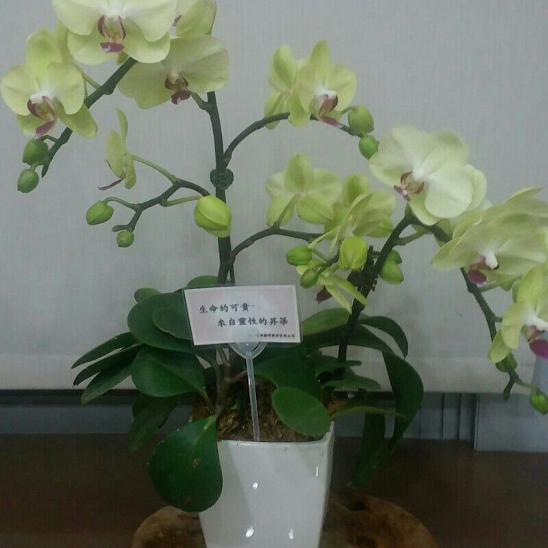 李東益TONY