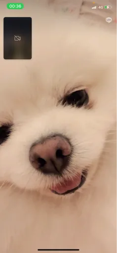 Guan