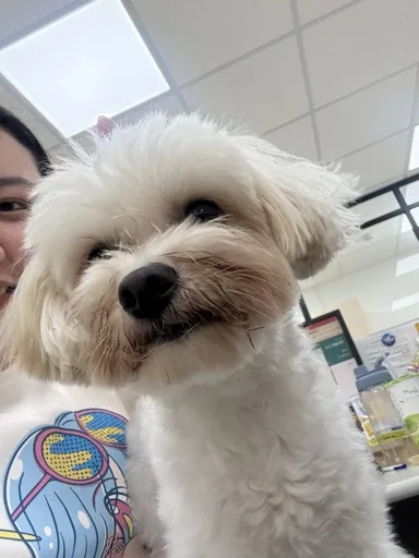 毛