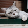user_2684312352