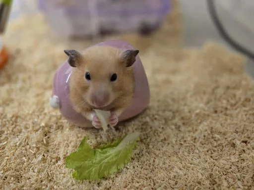 王麒驊
