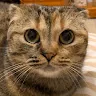 菱