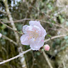 黃鈺婷