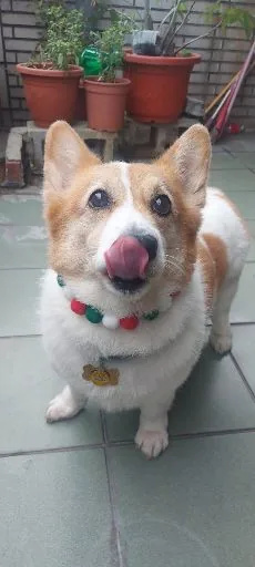 翁豆基