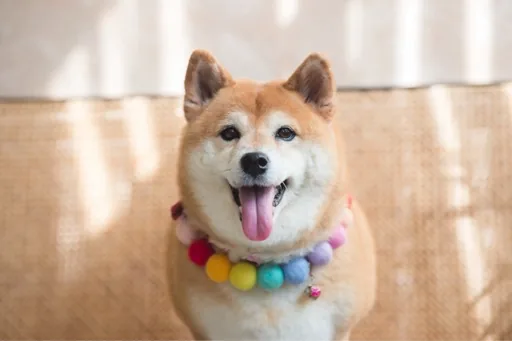 RuiChen