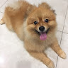 apple jiang