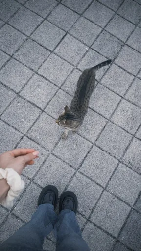 yy
