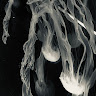 雷無毒