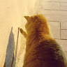 neko