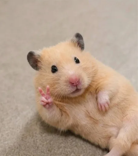 QQ