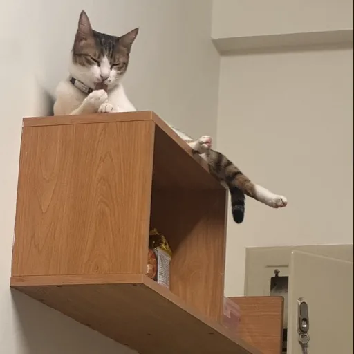 Yumeow