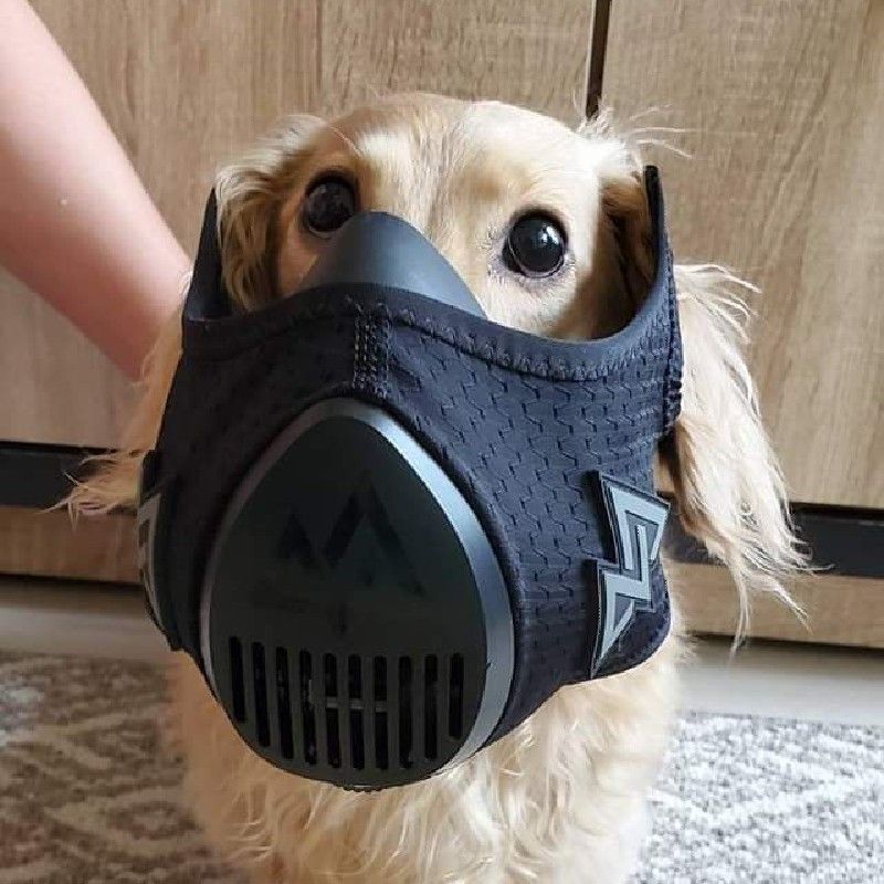 快快魚