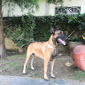 Patrihsu