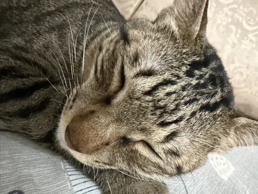 小栗子