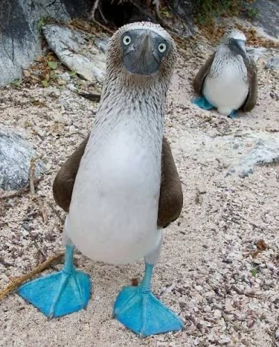 ㄚ杰