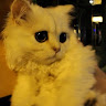 user_2644254285