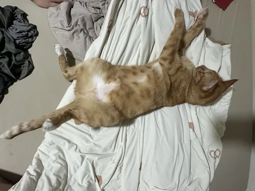Susu