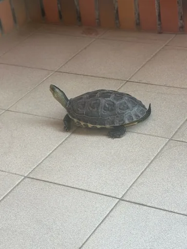 hon