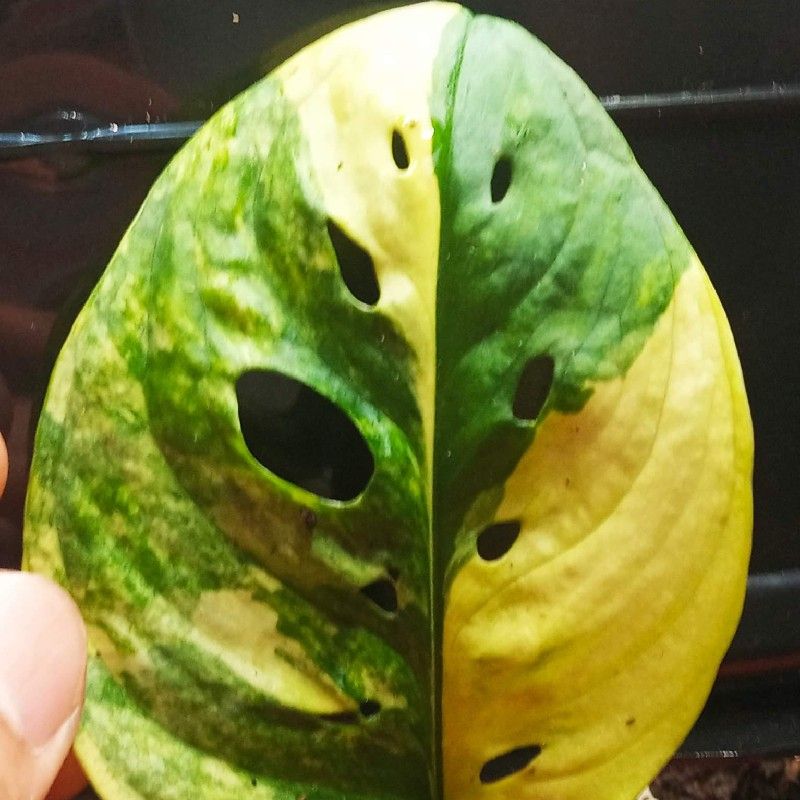 阿中