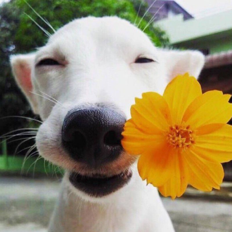 Lily