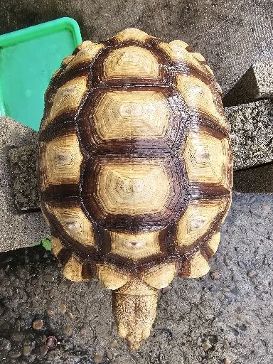 阿隆