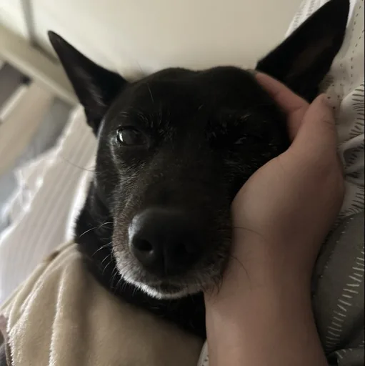 狗逼