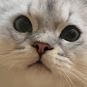 User_4073181555