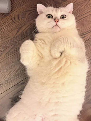 貓咪打呼嚕