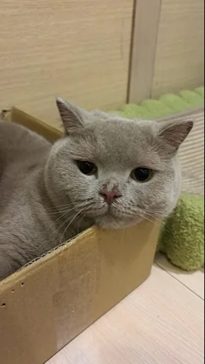 小君