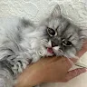 席拉奈伊