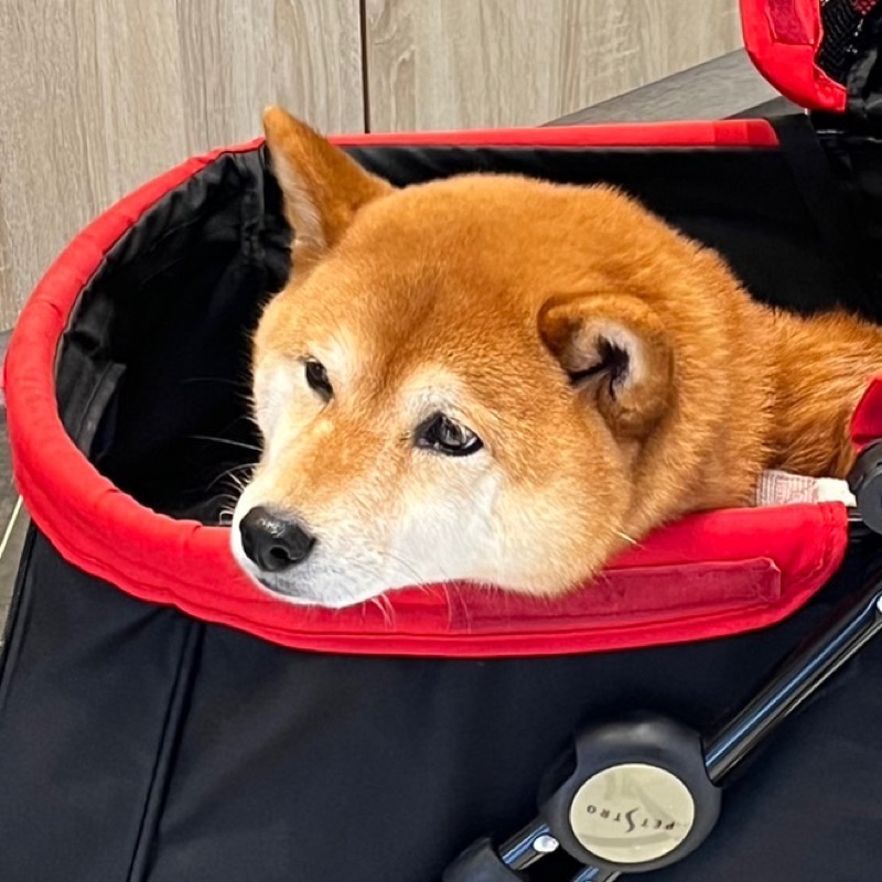 周怡葶