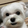 黃偉智