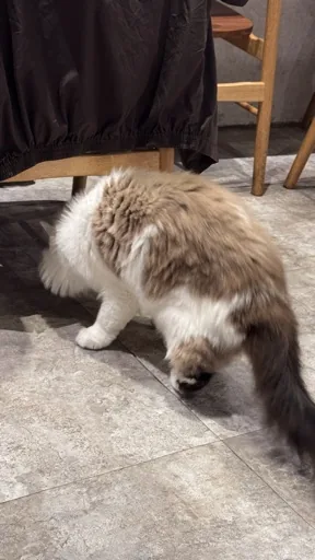 慈